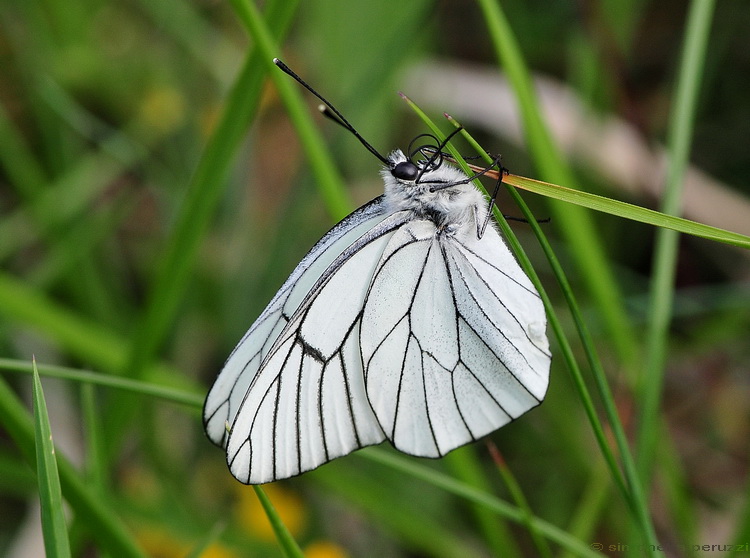 Lepidoptera del Chianti